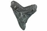 Serrated, Fossil Megalodon Tooth - South Carolina #271034-1